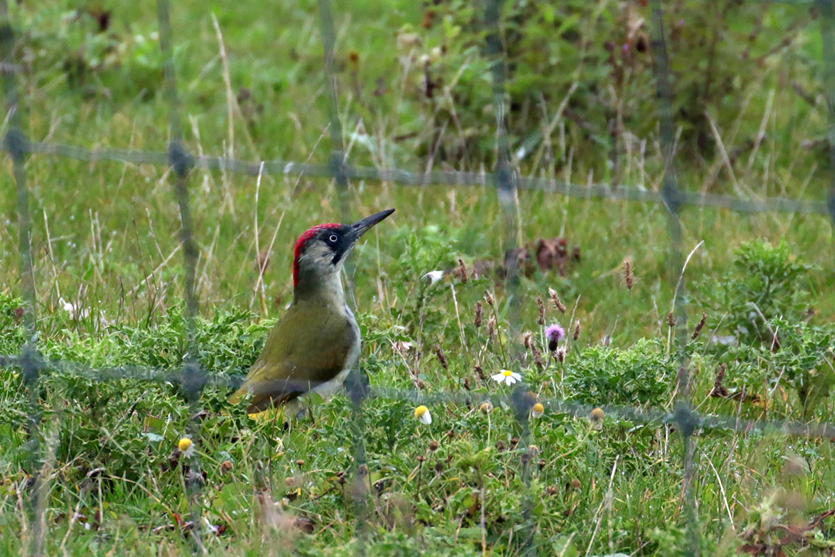 Groene Specht